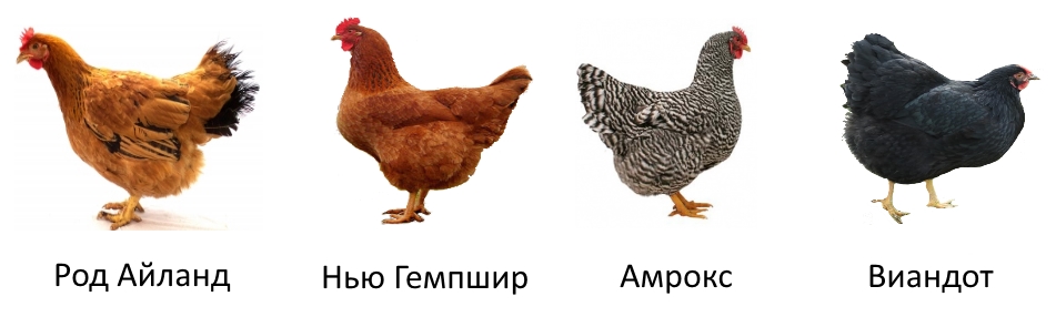 Мясояичные породы